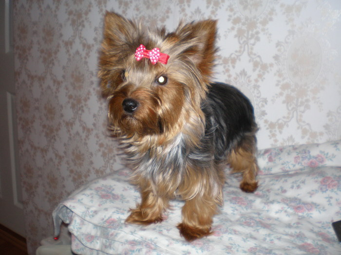 joly mama puilor - 03 arad joli  rasa yorkshire terrier