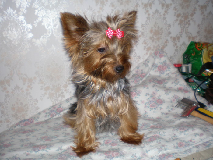 joly mama puilor - 03 arad joli  rasa yorkshire terrier