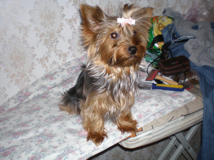 joly mama puilor - 03 arad joli  rasa yorkshire terrier