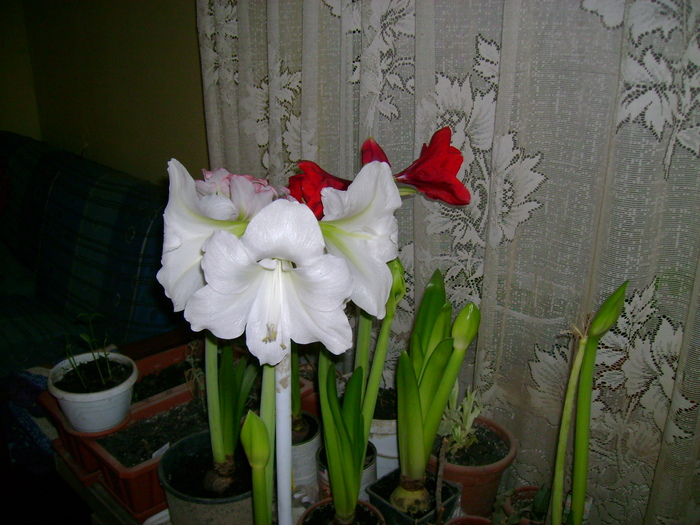 DSC01704 - amaryllis