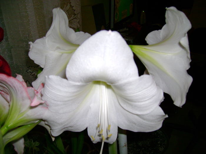 DSC01709 - amaryllis