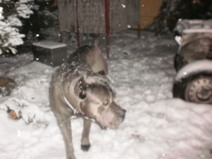 vector mascul - 25 arad mascul cane corso