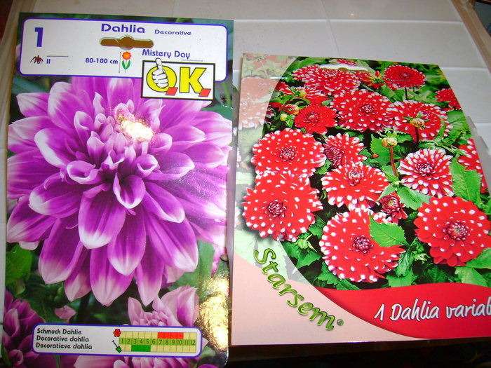 dalie mov cu alb si rosie cu alb