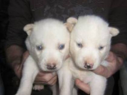 images(2) - Husky