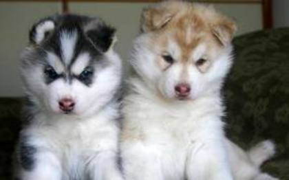 images(7) - Husky