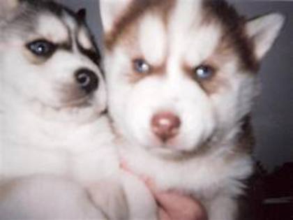 images(13) - Husky