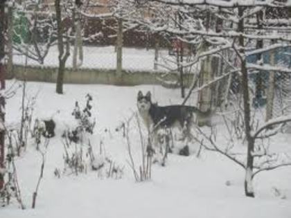 images(14) - Husky