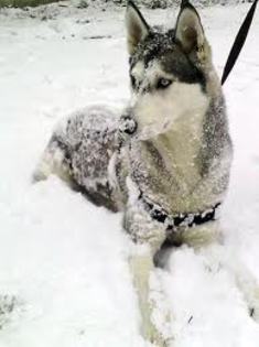 images(16) - Husky