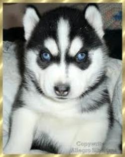 images(18) - Husky