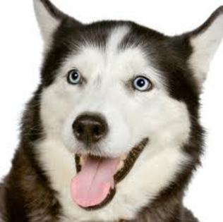 images(19) - Husky