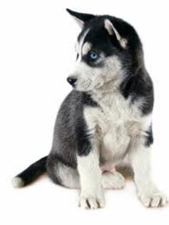 images(23) - Husky