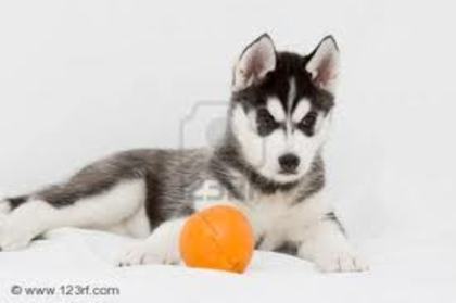 images(24) - Husky