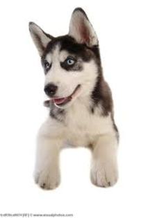 images(26) - Husky