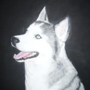 images(27) - Husky