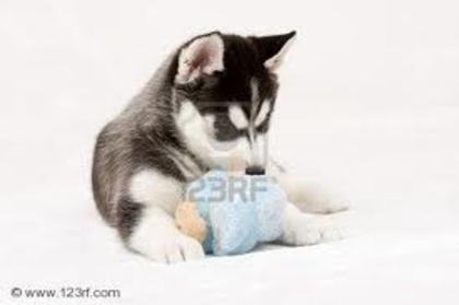 images(30) - Husky