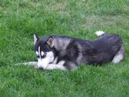 images(34) - Husky