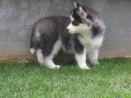images(35) - Husky