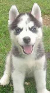 images(36) - Husky