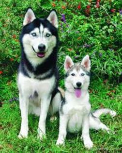 images(37) - Husky