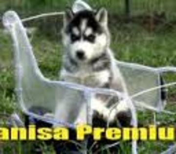 images(40) - Husky
