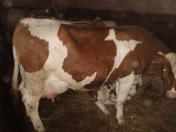 vaca de lapte - ultimele poze vitei ferma 27 02 2011