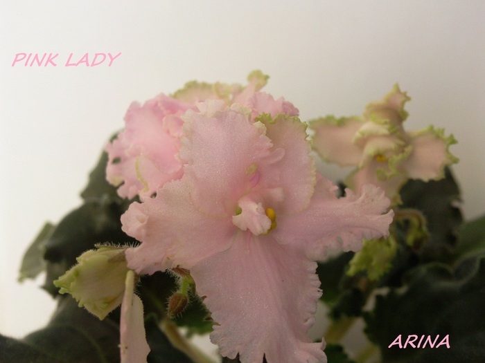 Photo5041 - PINK LADY