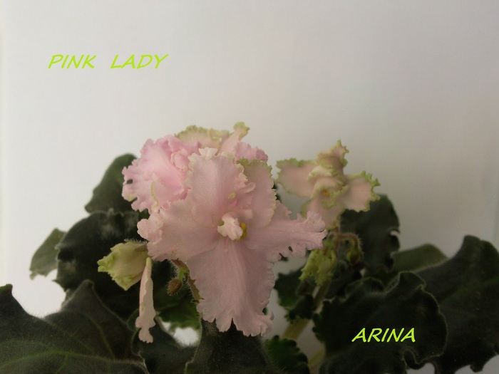 Photo5043 - PINK LADY