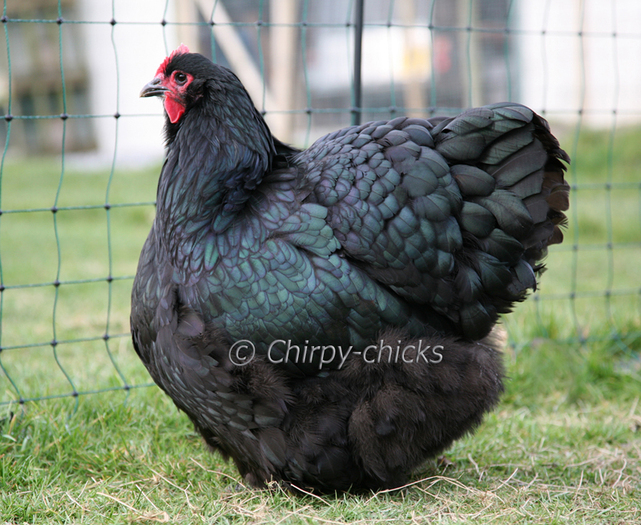 Black Orpington hen 3