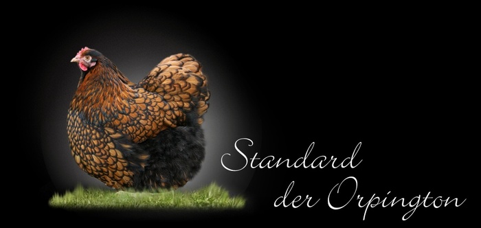 Orpington-Standard