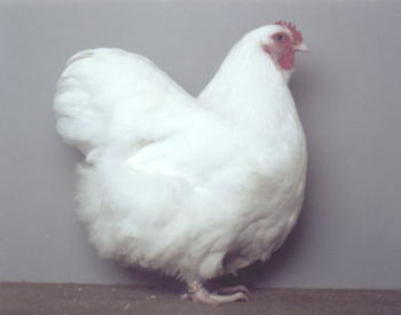 orpington_henne_weiss_ms