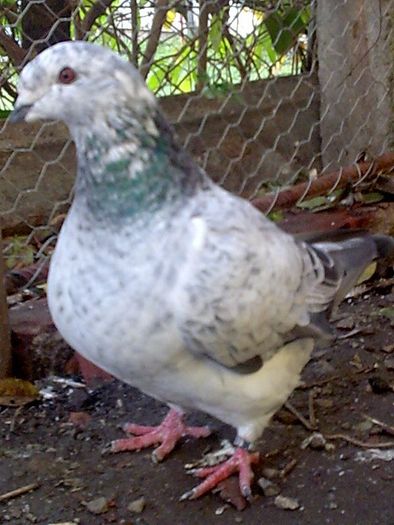 F-2010 - 3-ARHIVA AGH I