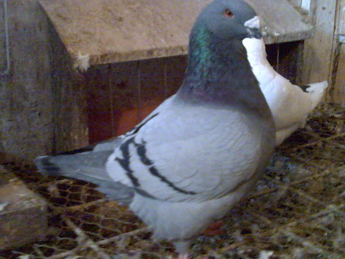 M-2010 - 3-ARHIVA AGH I