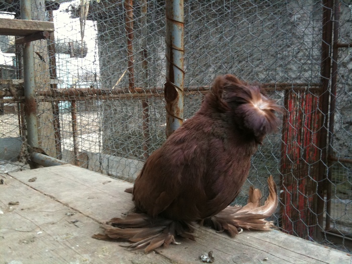 IMG_0720 - 1 - Tobosari Februarie 2011