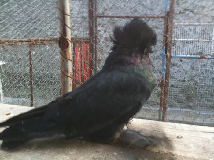 IMG_0773 - 1 - Tobosari Februarie 2011