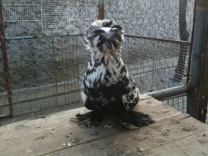 IMG_0779 - 1 - Tobosari Februarie 2011