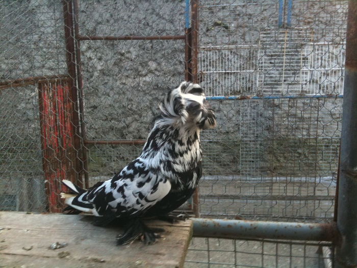 IMG_0783 - 1 - Tobosari Februarie 2011