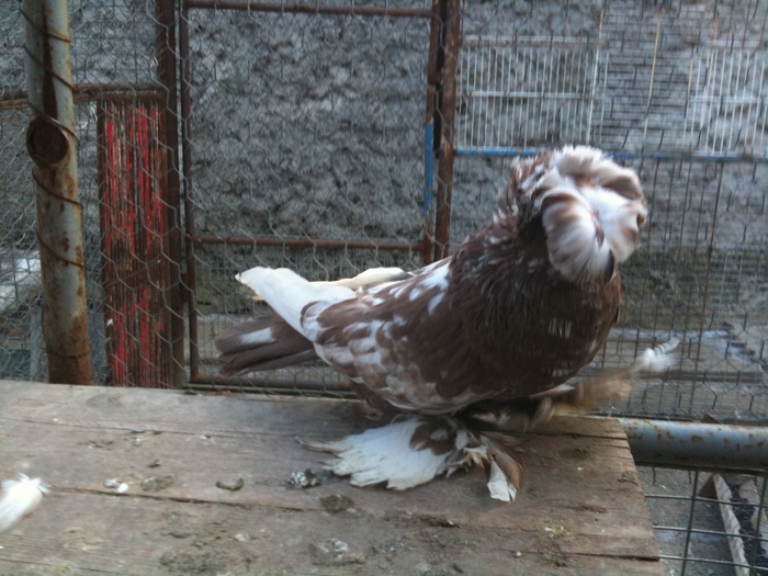 IMG_0785 - 1 - Tobosari Februarie 2011