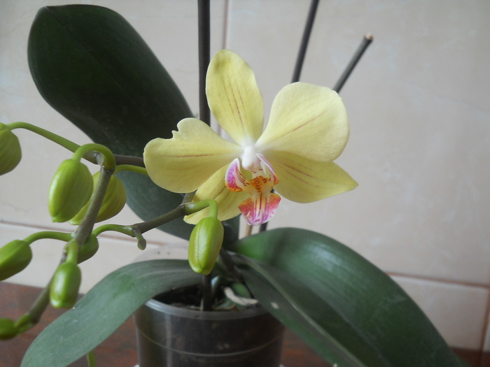 DSCN3300 - 1 orhidee