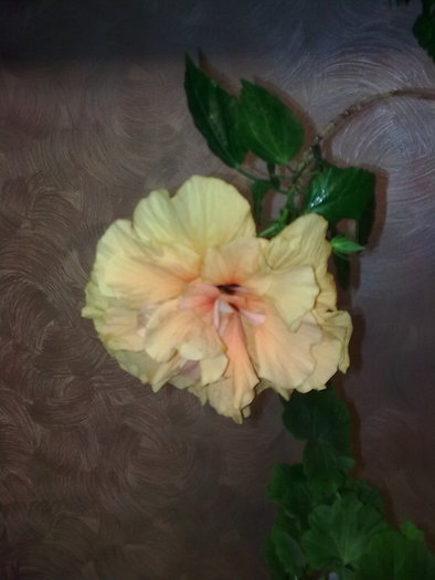  - a Flori 2011