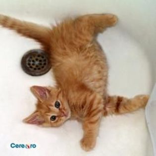 Adoptata de Osingurapoza - xAdopta o pisica