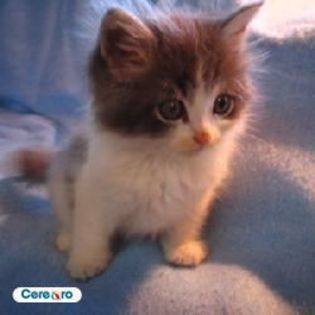 adoptata de xMiLuSxCyRuSx