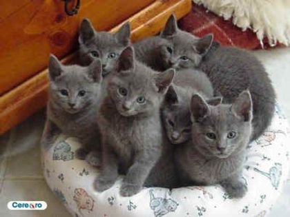 adoptata de loveioana