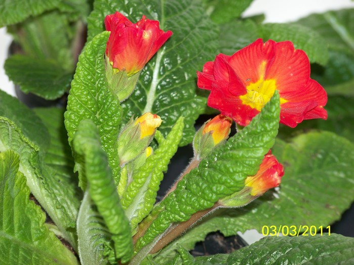 100_9628 - 10 Frumusele