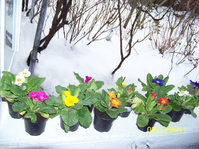 100_9637 - 10 Frumusele