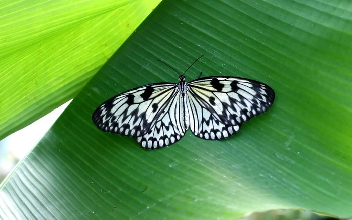 Papilio_butterfly - fluturi