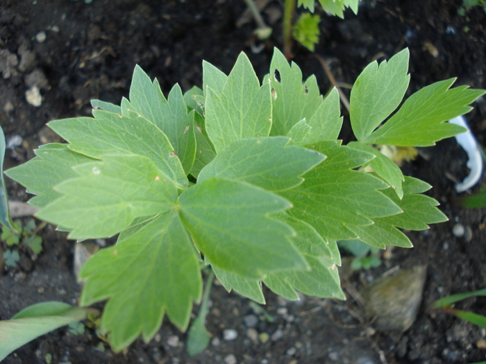 Lovage_Leustean, 17may2010; Levisticum officinale.
