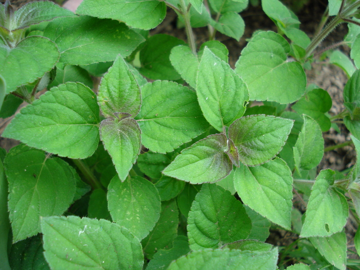 Salvia, 19may2010