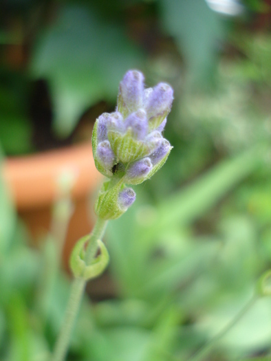 Lavender_Lavanda, 21may2010 - 04_GREENS_Verdeturi