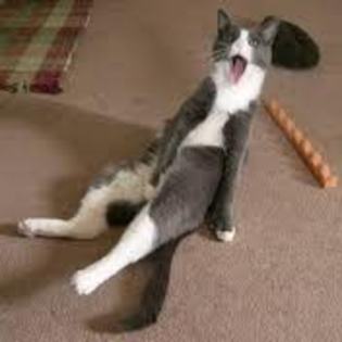 images (15) - poze haioase cu pisici