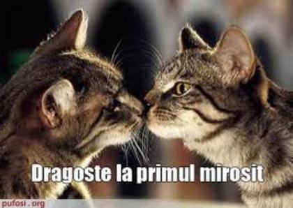 images (21) - poze haioase cu pisici